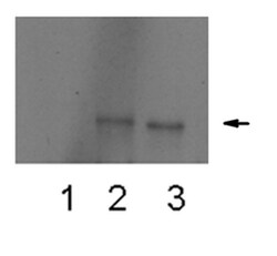 MilliporeSigma Mouse anti-CRTC1, Clone: 5F3.1, 100&mu;g:Antibodies, Monoclonal